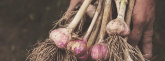 knoflook