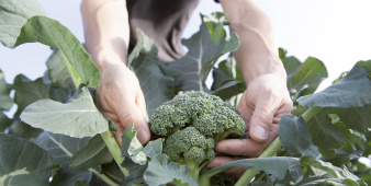 broccoli_voltz_oogst