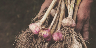 knoflook