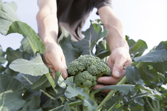 broccoli_voltz_oogst