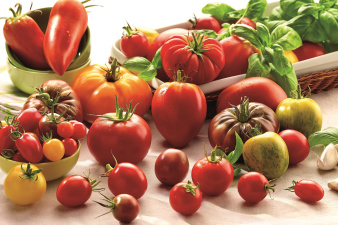 tomaat