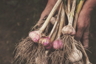 knoflook