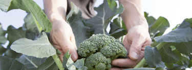 broccoli_recepten_voltz_oogst