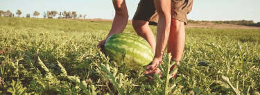 watermeloen in een veld