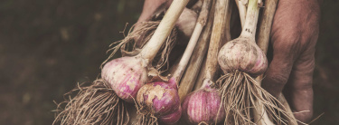 knoflook